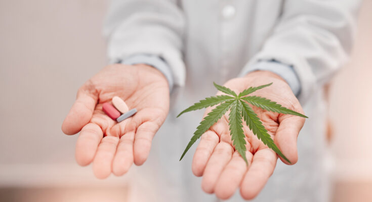 Cannabis, medical weed and marijuana pills in hand for natural pain relief with an organic thc, cb